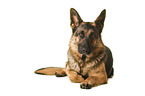 Deutscher Schferhund vor weiem Hintergrund