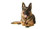 Deutscher Schferhund vor weiem Hintergrund