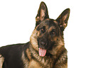 Deutscher Schferhund vor weiem Hintergrund