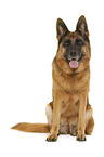 Deutscher Schferhund vor weiem Hintergrund