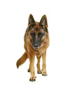 Deutscher Schferhund vor weiem Hintergrund