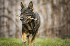 laufender Deutscher Schferhund DDR