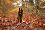 sitzender Deutscher Schferhund