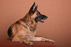 liegender Deutscher Schferhund