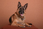 liegender Deutscher Schferhund
