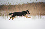 rennender Deutscher Schferhund