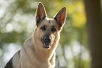 Deutscher Schferhund Portrait