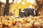 Deutscher Schferhund im Herbst