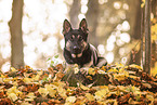 Deutscher Schferhund im Herbst