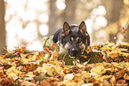 Deutscher Schferhund im Herbst