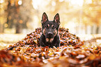 Deutscher Schferhund im Herbst
