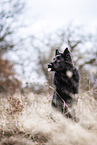 schwarzer Deutscher Schferhund