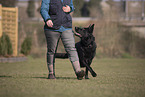 Deutscher Schferhund im Training