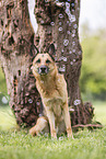 Deutscher Schferhund Rde