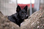 schwarzer Deutscher Schferhund