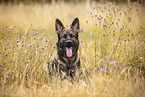 ausgewachsener Deutscher Schferhund