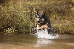 ausgewachsener Deutscher Schferhund