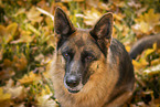 Deutscher Schferhund Hndin im Herbst