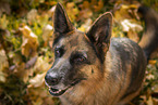 Deutscher Schferhund Hndin im Herbst
