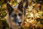 Deutscher Schferhund Hndin im Herbst