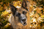 Deutscher Schferhund Hndin im Herbst