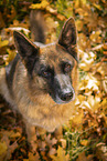 Deutscher Schferhund Hndin im Herbst