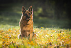 Deutscher Schferhund Hndin im Herbst