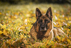 Deutscher Schferhund Hndin im Herbst