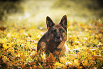 Deutscher Schferhund Hndin im Herbst