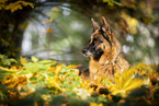 Deutscher Schferhund Hndin im Herbst