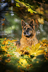 Deutscher Schferhund Hndin im Herbst