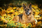 Deutscher Schferhund Hndin im Herbst