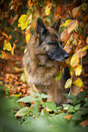 Deutscher Schferhund Hndin im Herbst