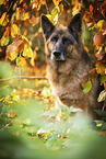 Deutscher Schferhund Hndin im Herbst