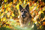 Deutscher Schferhund Hndin im Herbst