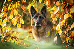 Deutscher Schferhund Hndin im Herbst