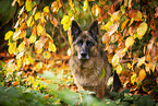 Deutscher Schferhund Hndin im Herbst