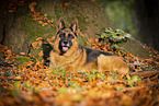 Deutscher Schferhund Hndin im Herbst