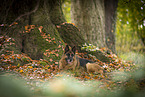 Deutscher Schferhund Hndin im Herbst