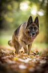 Deutscher Schferhund Hndin im Herbst