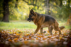 Deutscher Schferhund Hndin im Herbst