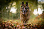 Deutscher Schferhund Hndin im Herbst