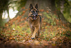 Deutscher Schferhund Hndin im Herbst