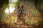 Deutscher Schferhund Hndin im Herbst