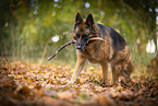 Deutscher Schferhund Hndin im Herbst