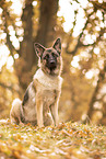 Deutscher Schferhund im Herbst