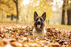 Deutscher Schäferhund im Herbst