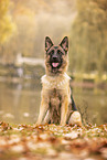Deutscher Schäferhund im Herbst