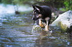 Deutscher Schferhund Welpe