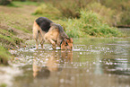 Deutscher Schferhund